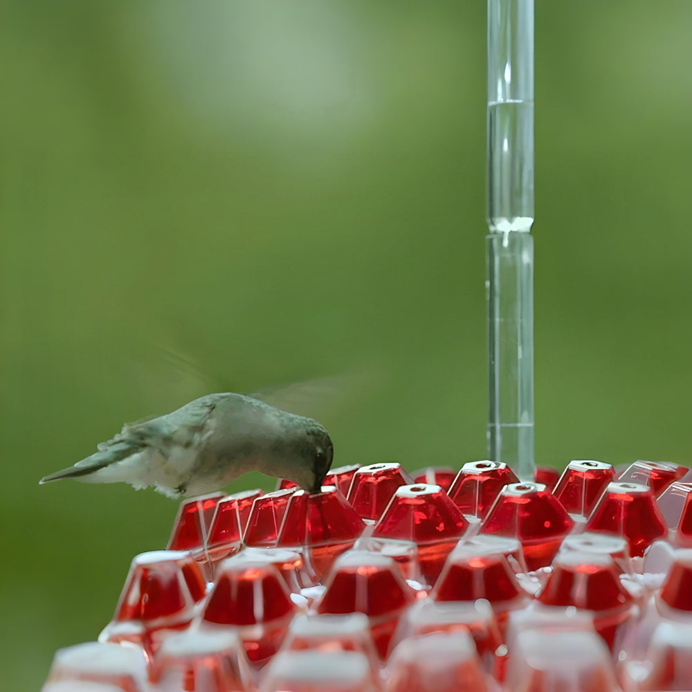 Hanging Nectar Hummingbird Feeding Station