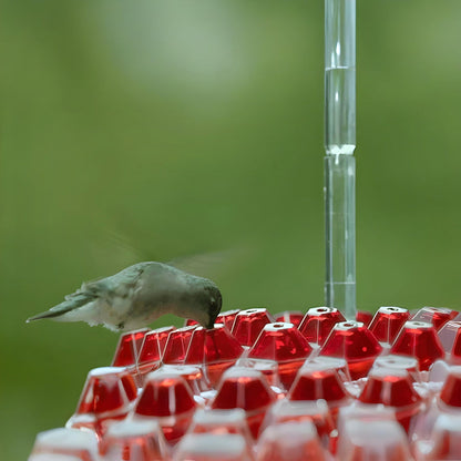 Hanging Nectar Hummingbird Feeding Station