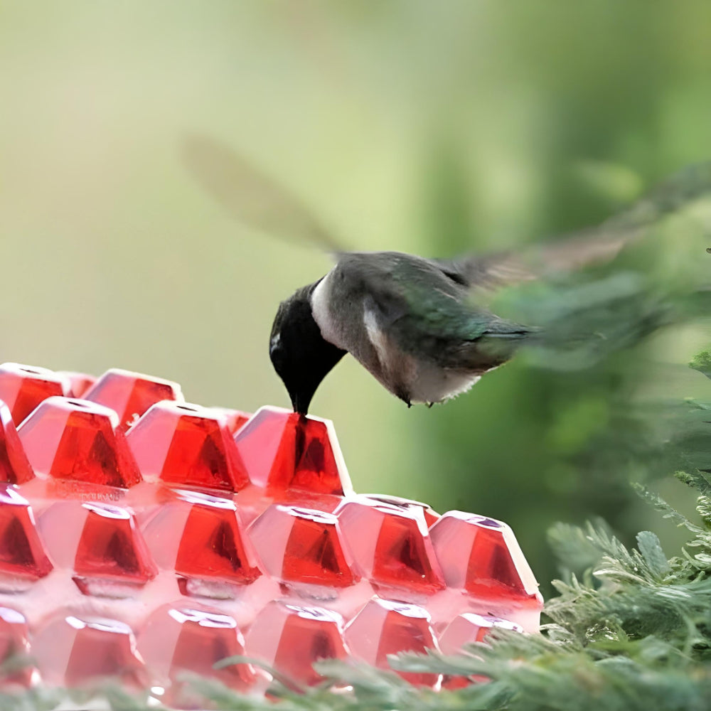 Hanging Nectar Hummingbird Feeding Station