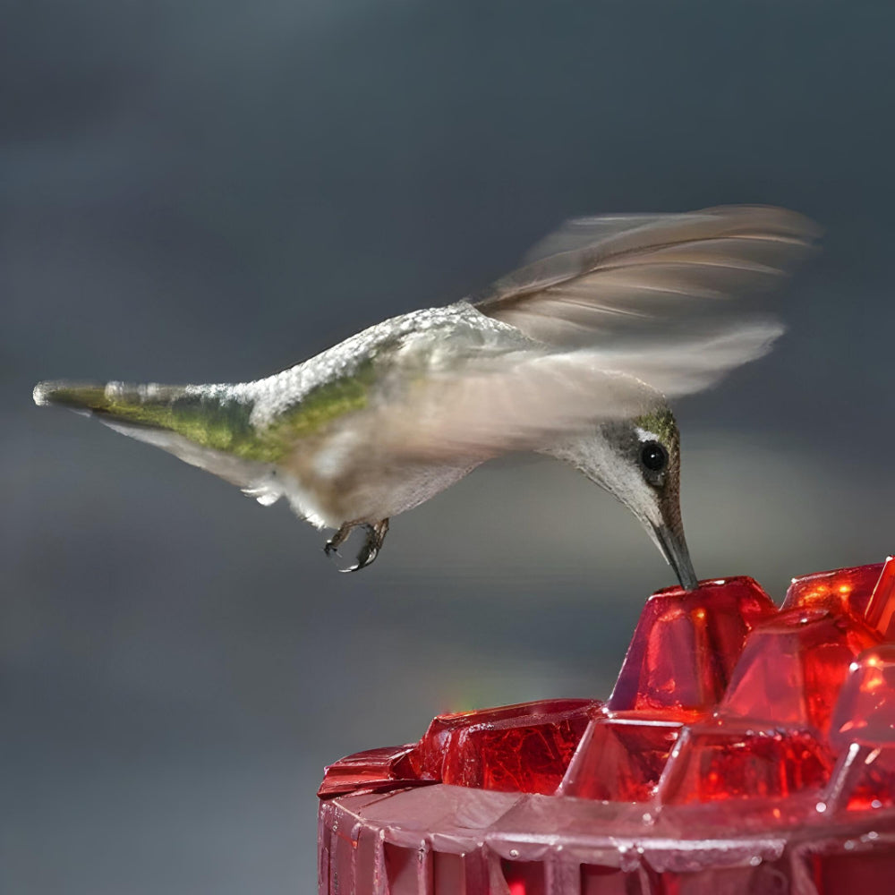 Hanging Nectar Hummingbird Feeding Station
