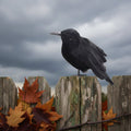 Halloween Decoration Realistic Artificial Crows - Image 1
