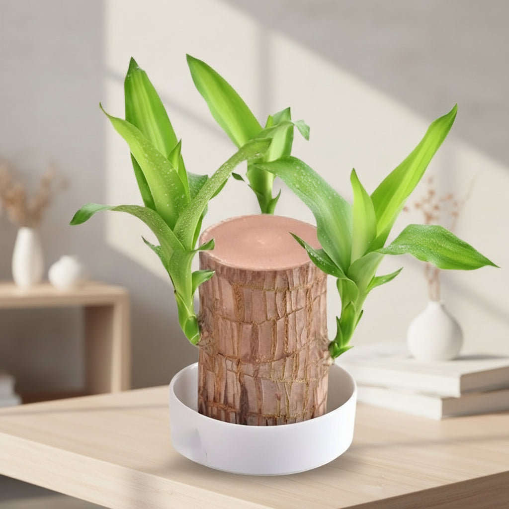 Wooden Tiered Flower Pot Display Shelf